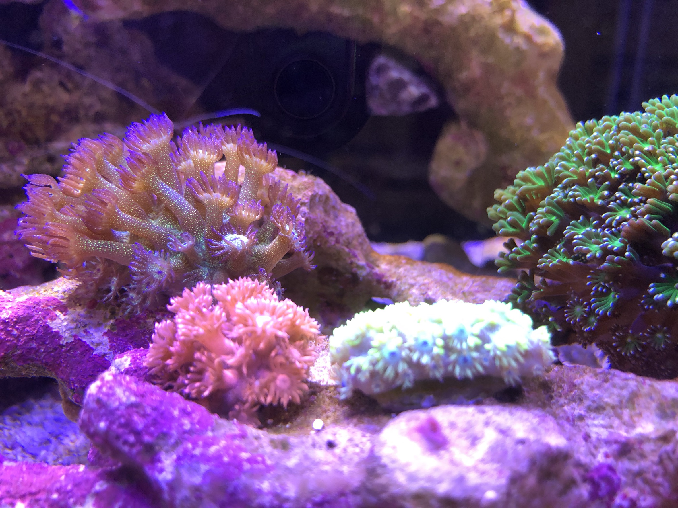 ビックサイズ ハナガササンゴパープル約15cm